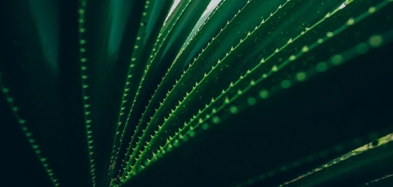 Close up of dark green succulent leaves. Beautiful natural patte